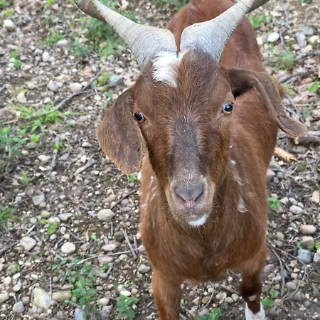 Chateau De Pourpry Damiatte