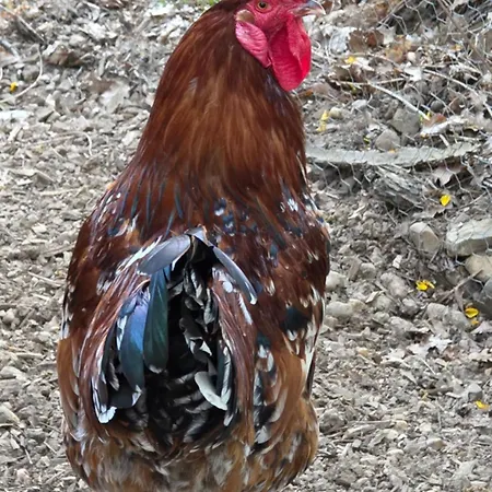 Chateau De Pourpry 3* Damiatte